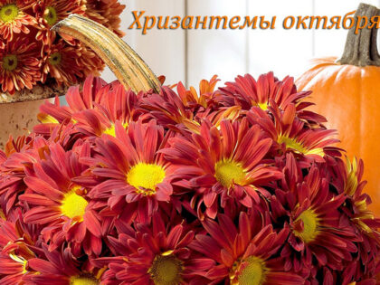 Праздник Хризантем